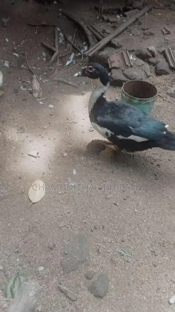 මස්කොව් තරාවන්.