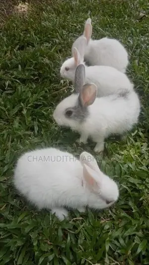 හාවන්