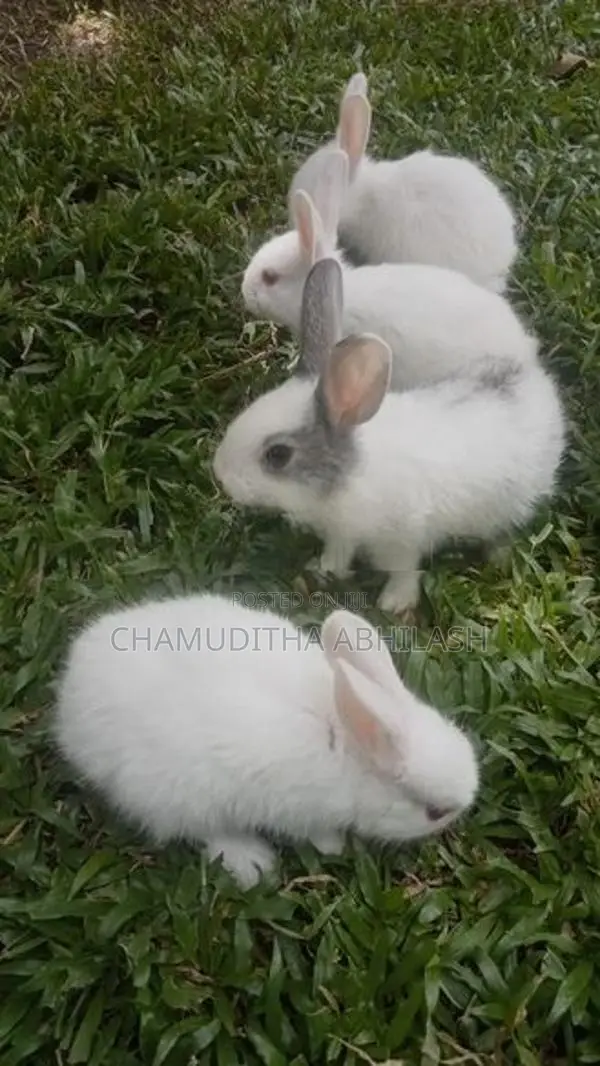 හාවන්