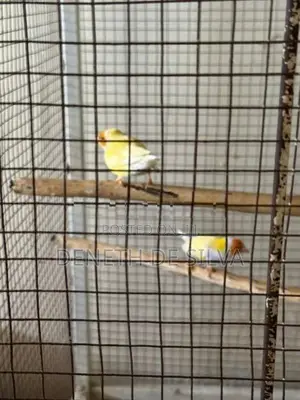 Finches Pair
