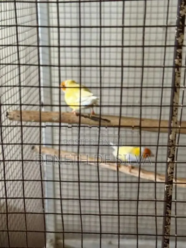 Finches Pair