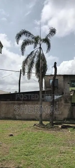9 Foxtail Palm Trees