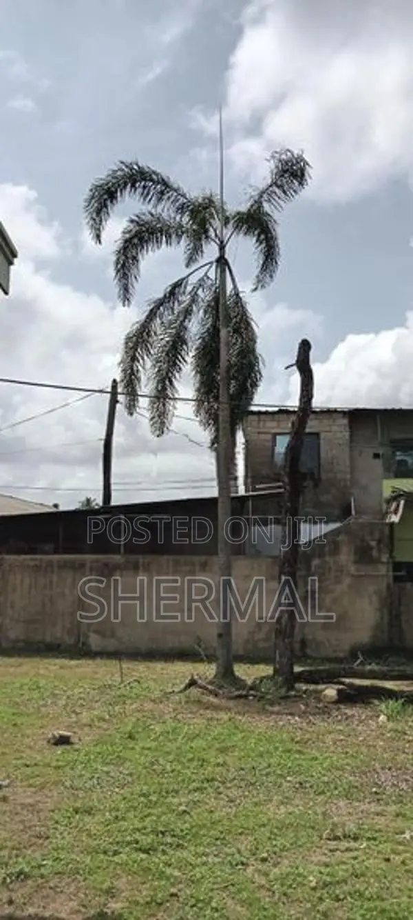 9 Foxtail Palm Trees