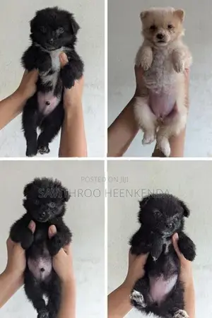 Vaccinated Lion Pomeranian Puppies