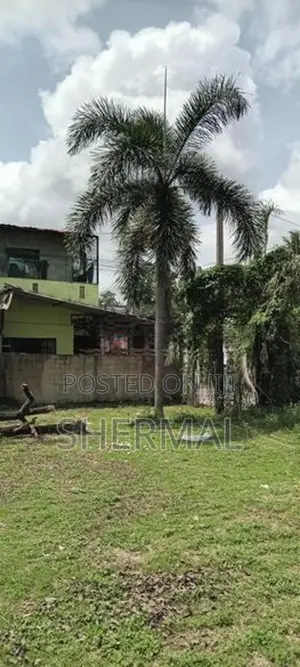 9 Foxtail Palm Trees