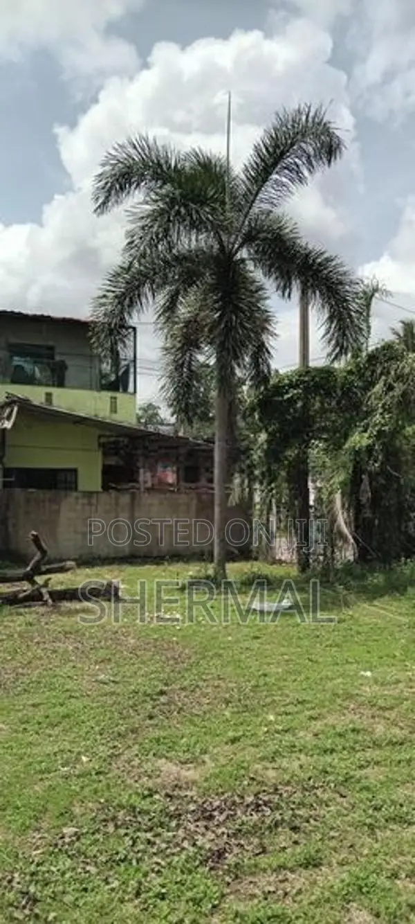 9 Foxtail Palm Trees