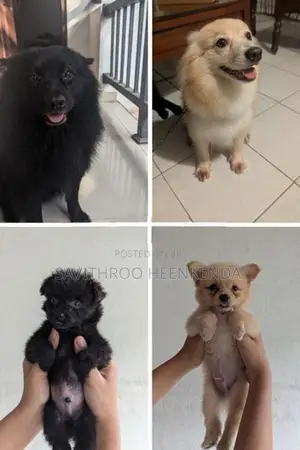 Vaccinated Lion Pomeranian Puppies