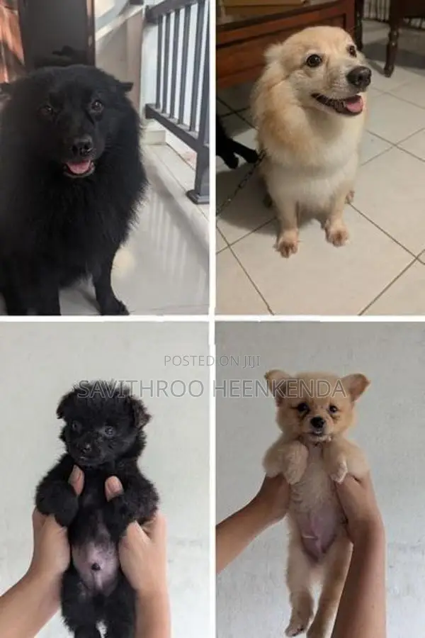 Vaccinated Lion Pomeranian Puppies