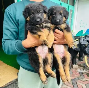 German Shepherd Puppies