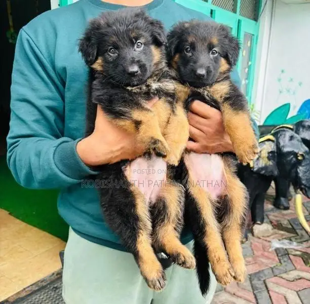 German Shepherd Puppies
