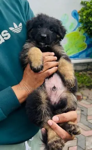 German Shepherd Puppies