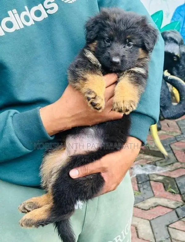 German Shepherd Puppies