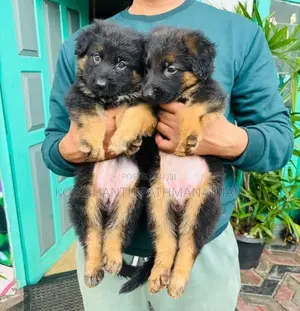 German Shepherd Puppies