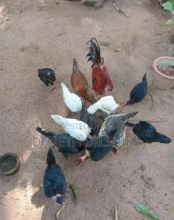 ගම් කිකිළියන්
