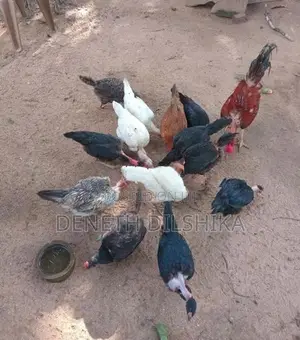 ගම් කිකිළියන්