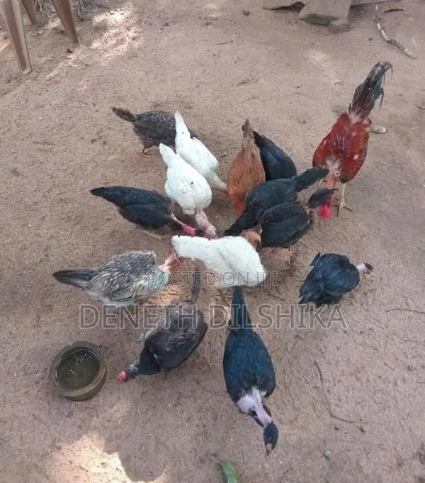 ගම් කිකිළියන්