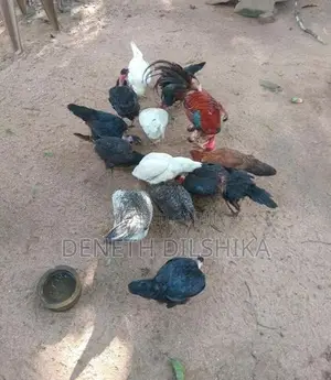 ගම් කිකිළියන්