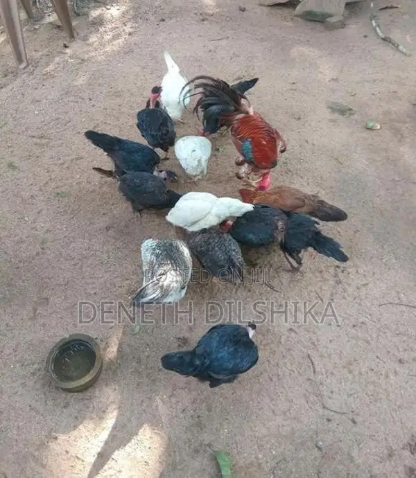 ගම් කිකිළියන්