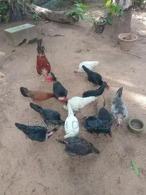 ගම් කිකිළියන්