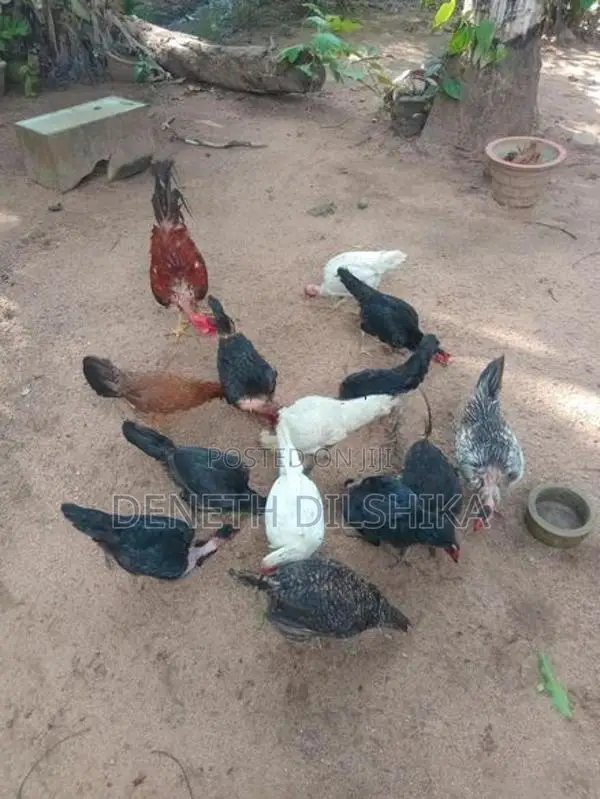ගම් කිකිළියන්