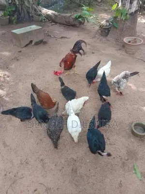 ගම් කිකිළියන්