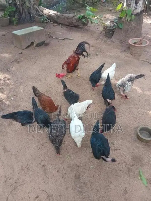 ගම් කිකිළියන්