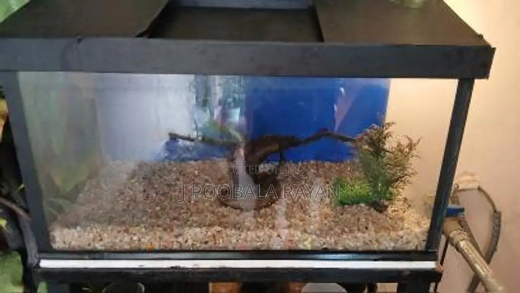 2 feet Fish tank for Sale