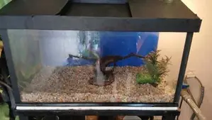 2 feet Fish tank for Sale