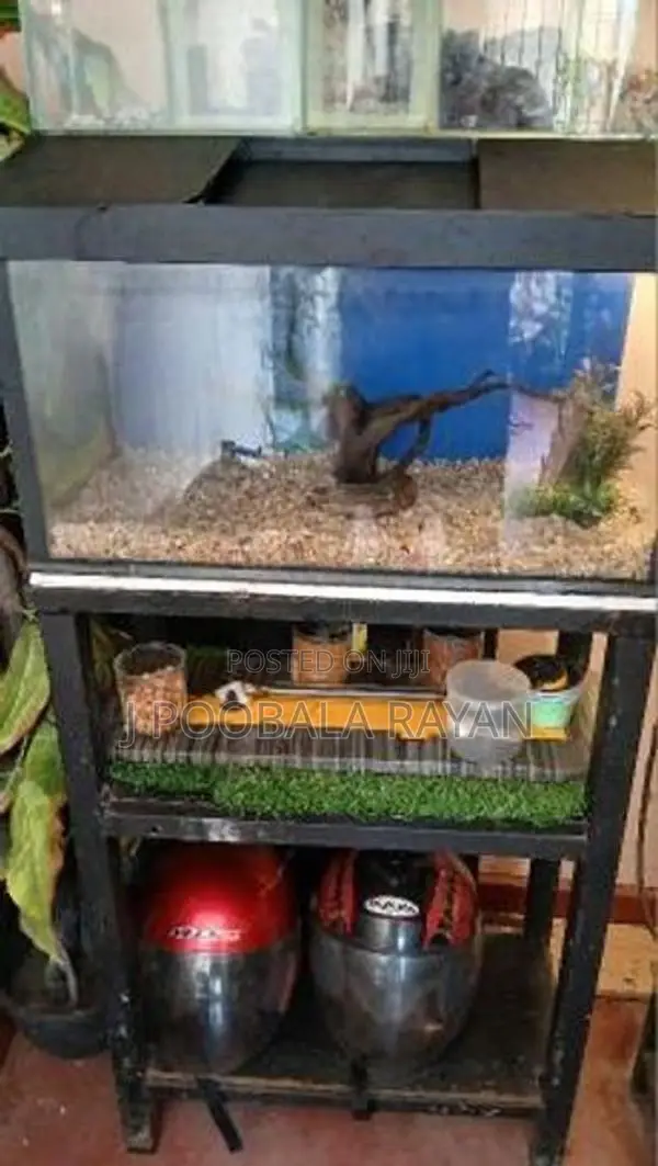 2 feet Fish tank for Sale