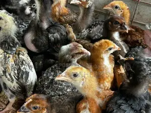 Six Weeks Old Chicks