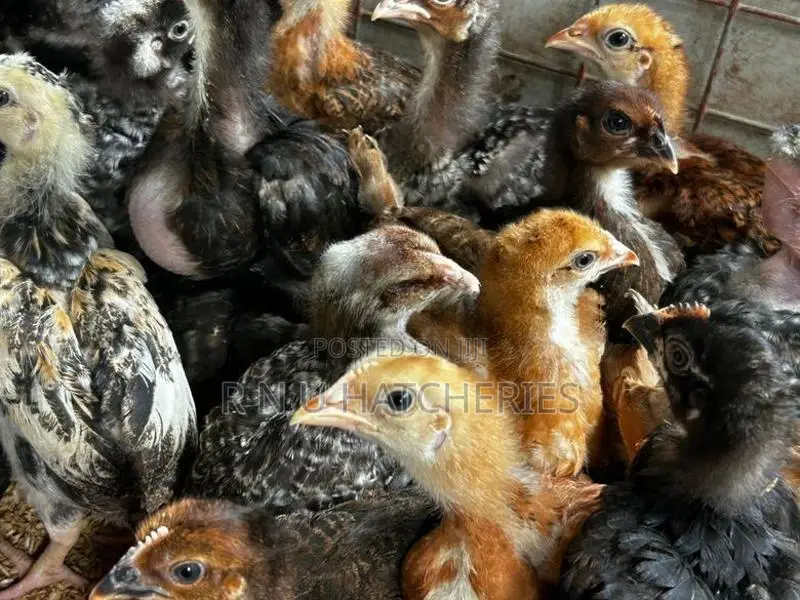 Six Weeks Old Chicks