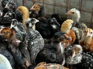 Six Weeks Old Chicks