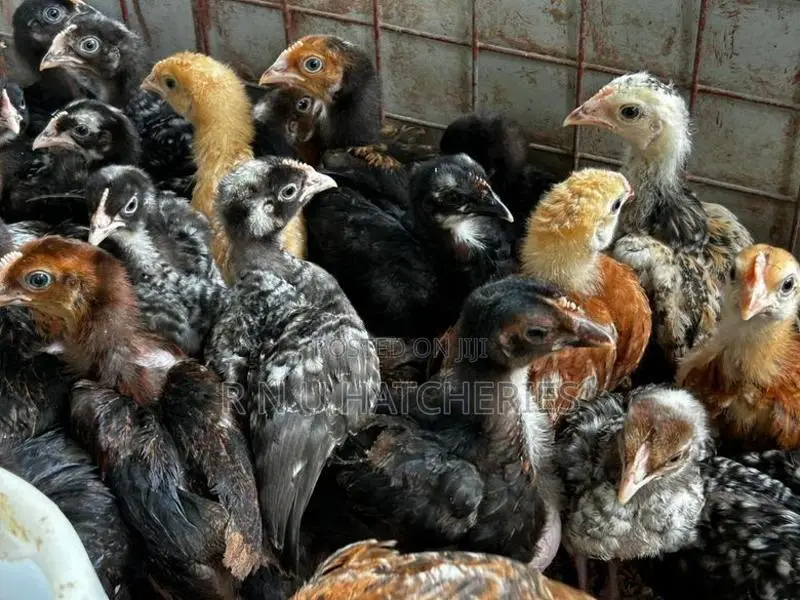 Six Weeks Old Chicks