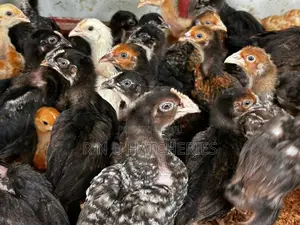 Six Weeks Old Chicks