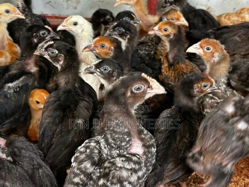 Six Weeks Old Chicks