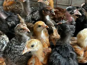 Six Weeks Old Chicks