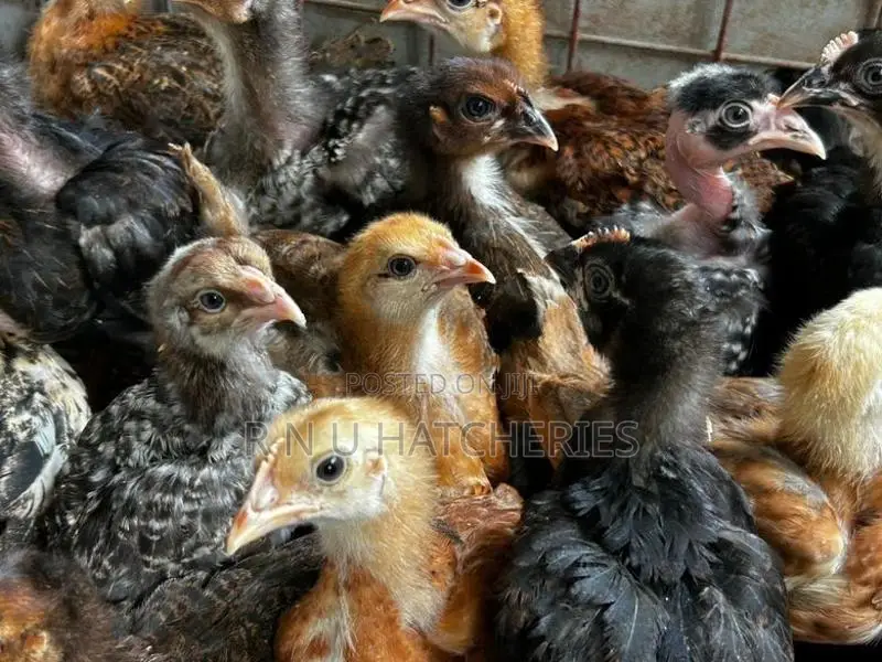 Six Weeks Old Chicks