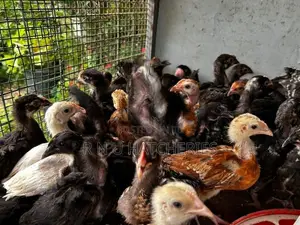 Six Weeks Old Chicks