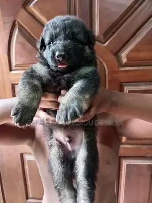German shepherd long coat puppy