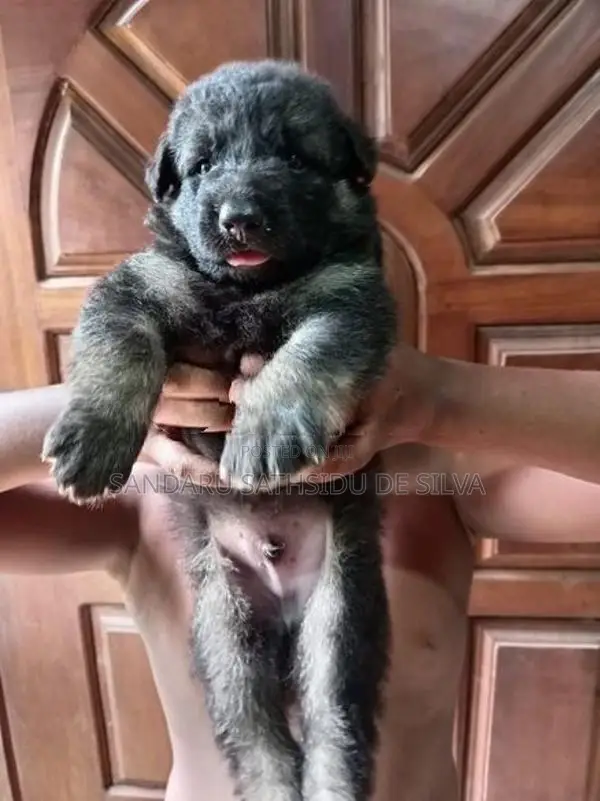 German shepherd long coat puppy
