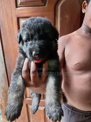 German shepherd long coat puppy