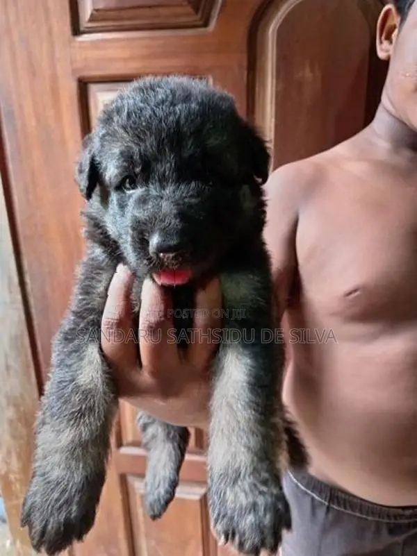 German shepherd long coat puppy