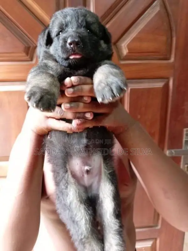 German shepherd long coat puppy