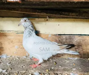 pigeon