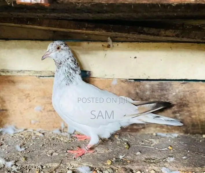 pigeon
