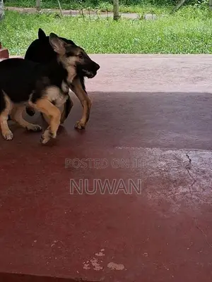 German shepherd