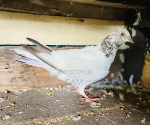 pigeon