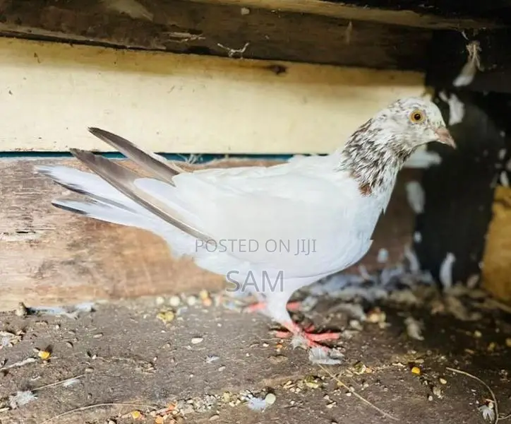 pigeon