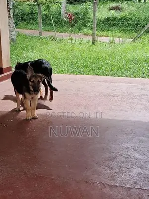 German shepherd