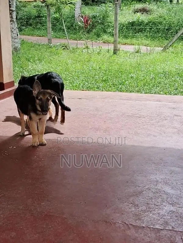 German shepherd